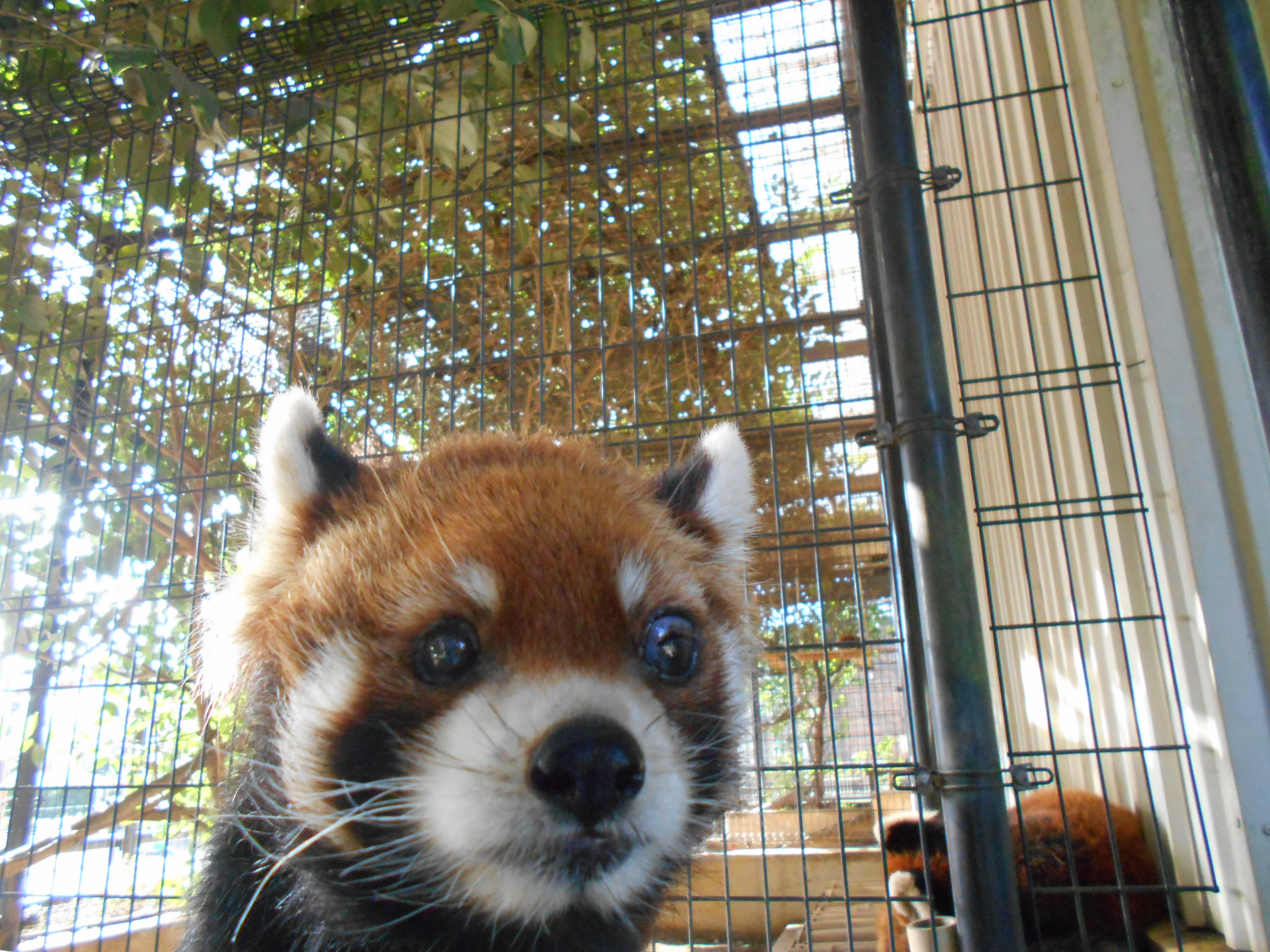 写真：レッサーパンダのライチ