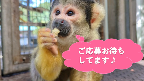 写真：リスザル