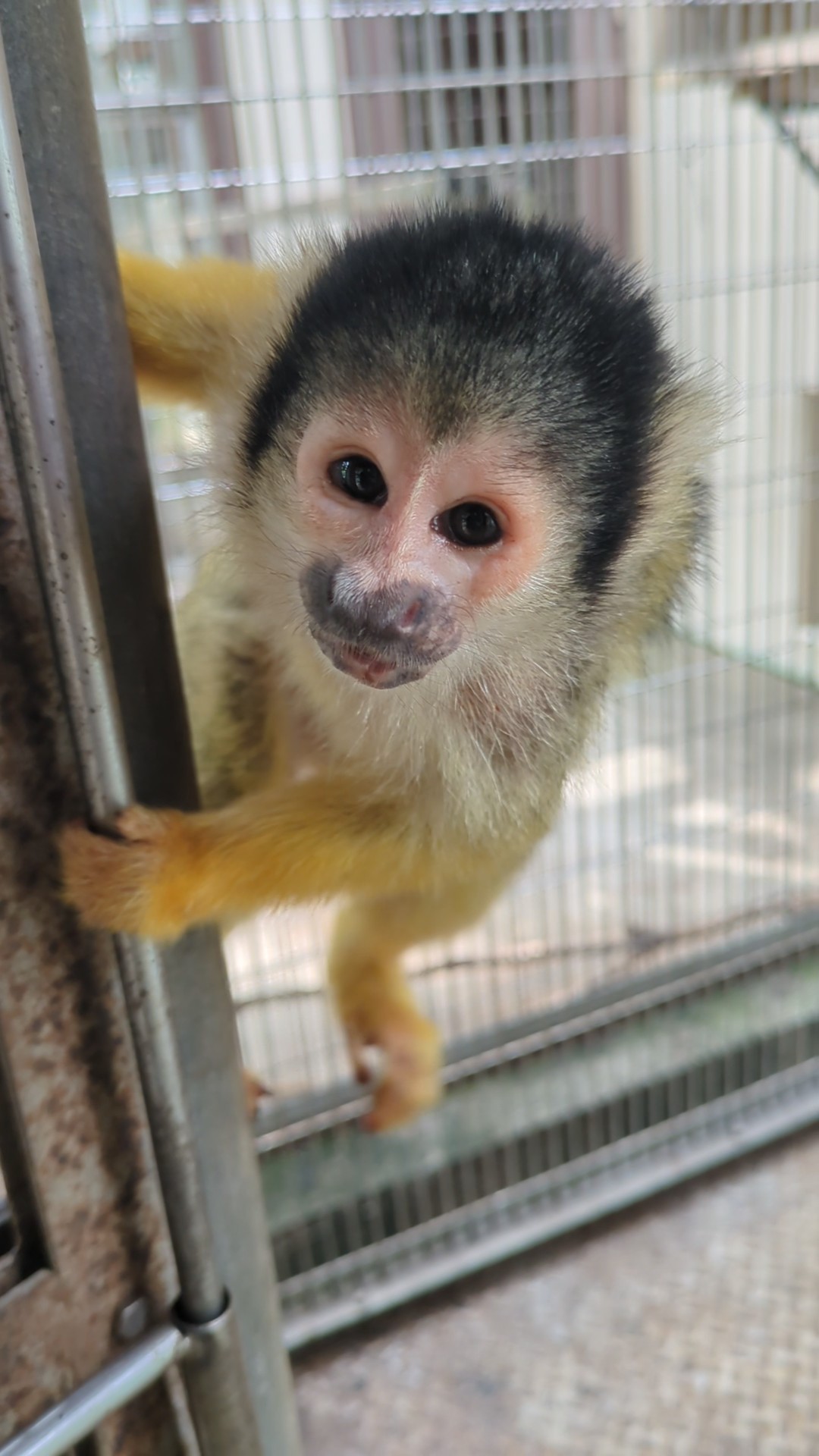 写真：ボリビアリスザルのチー