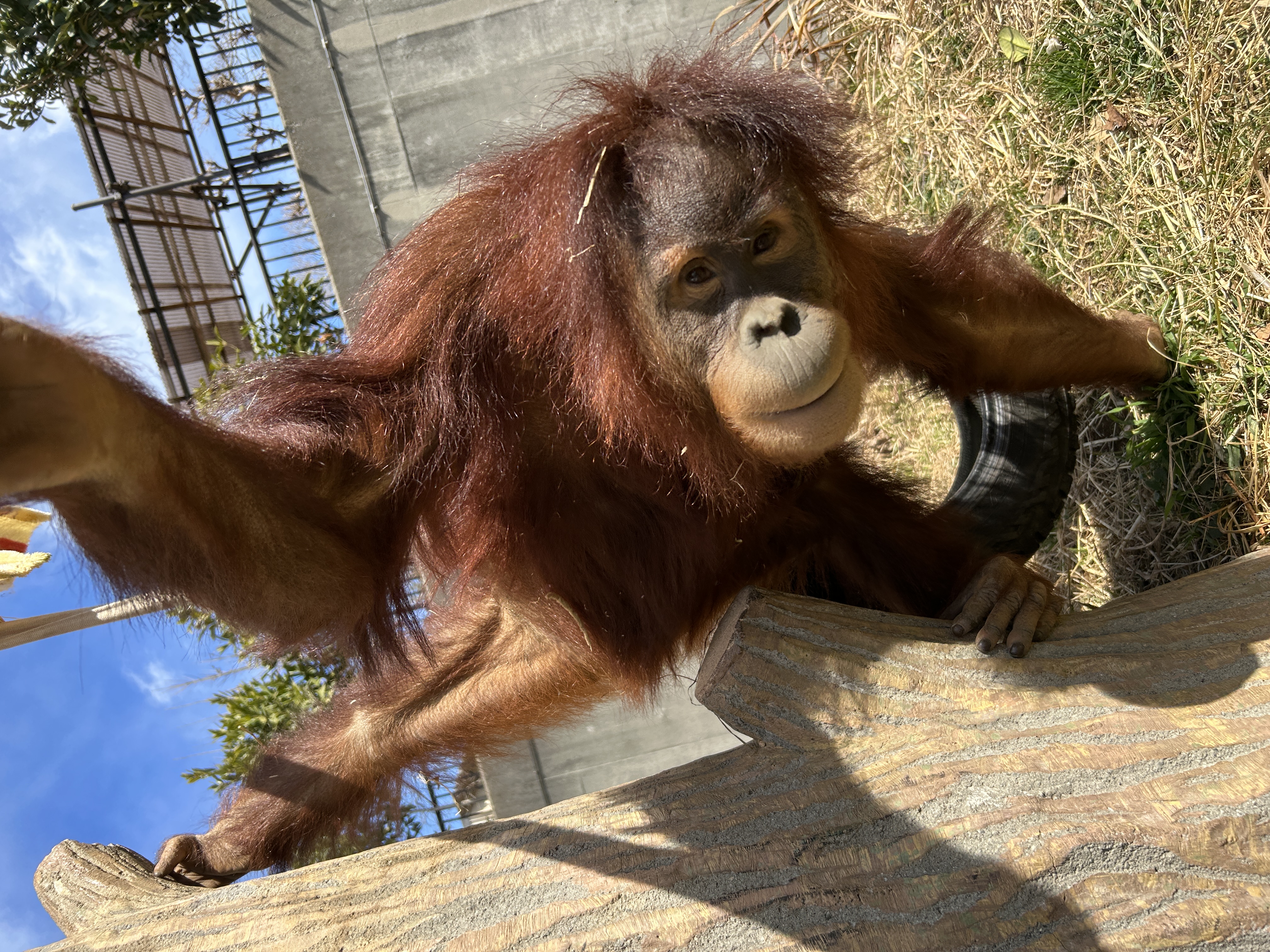 写真：オランウータン