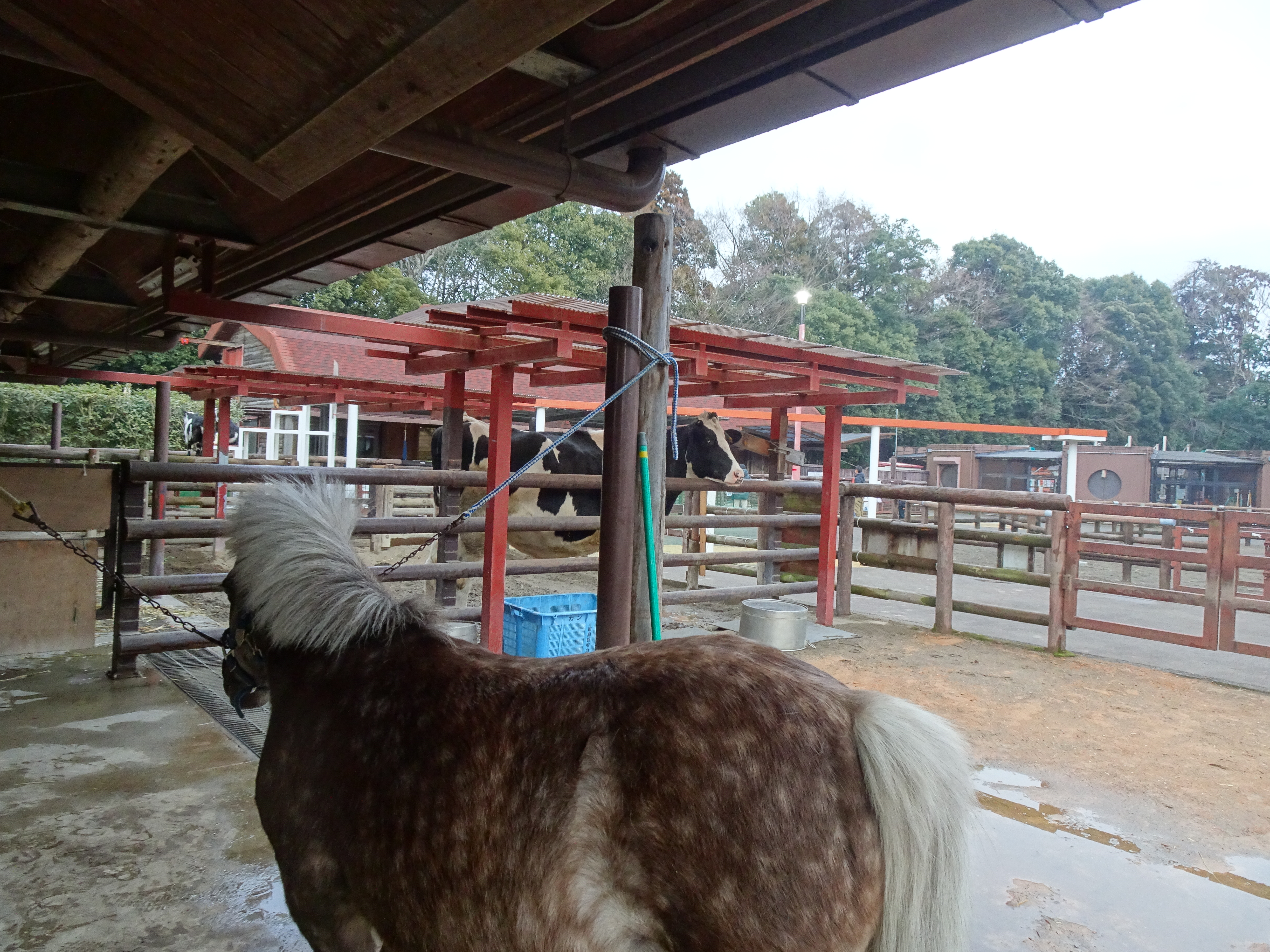 写真：馬の奥から牛がこちらを見ている