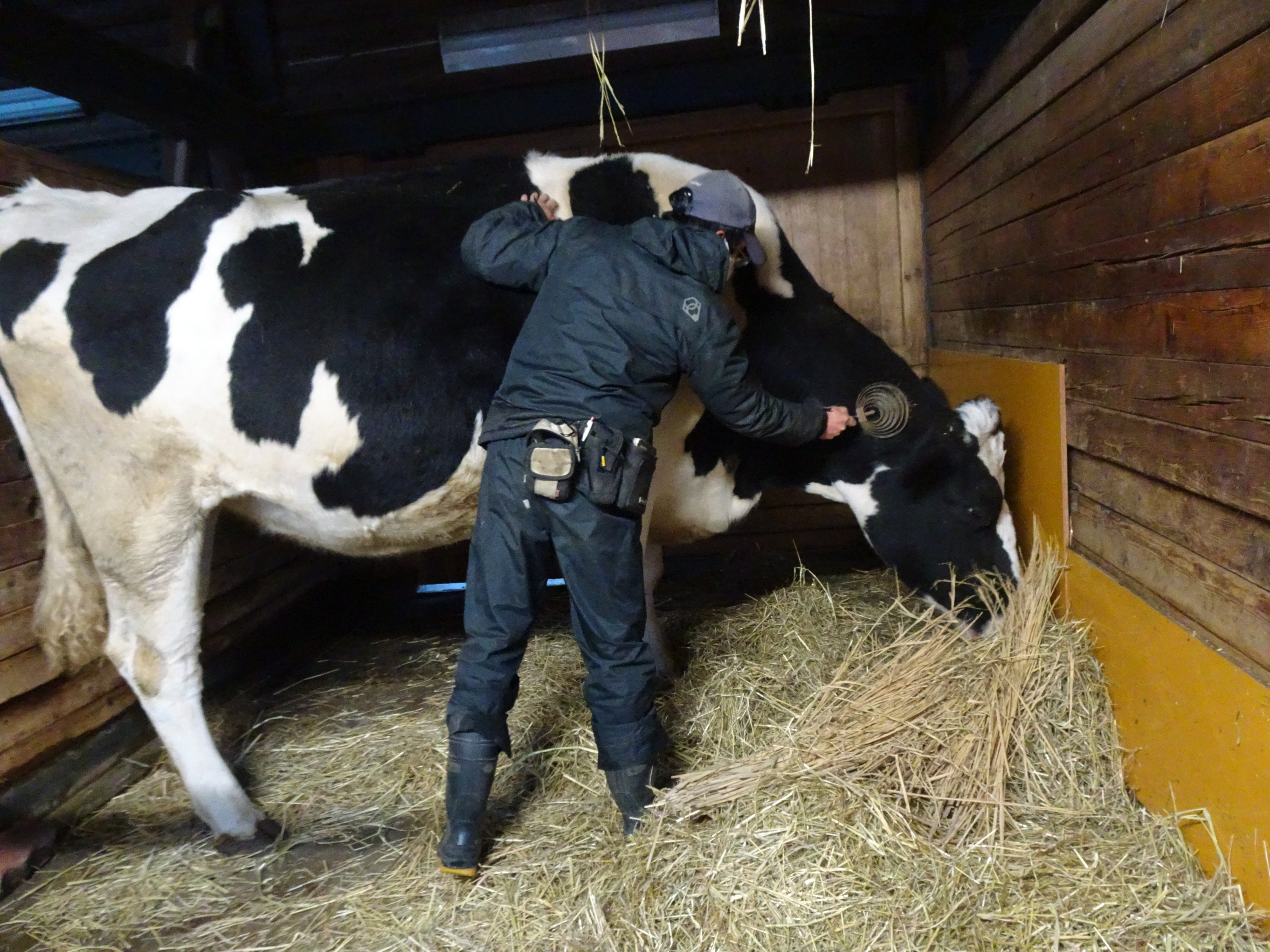 写真：飼育員がウシのブラッシングしている