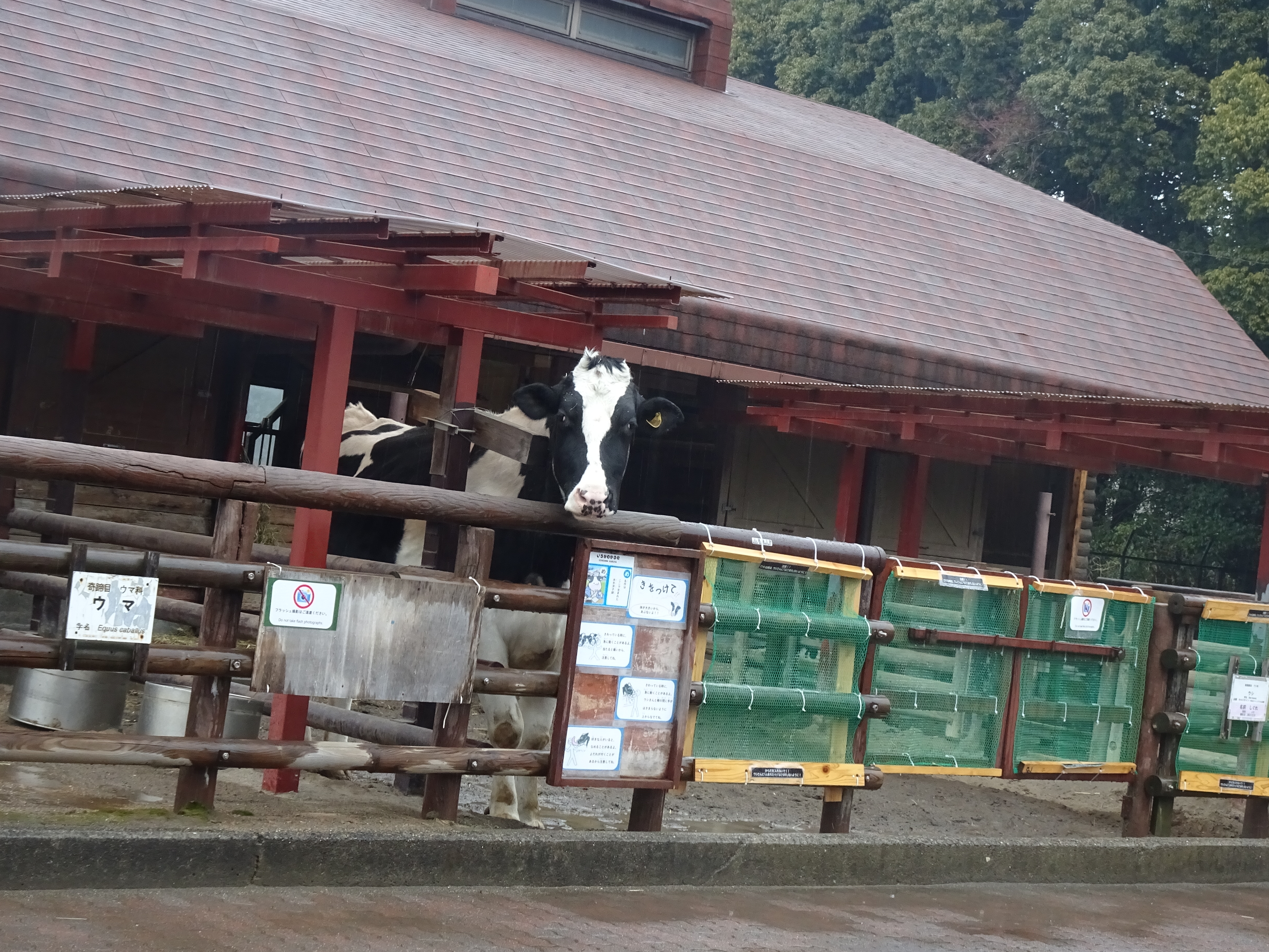 写真：遠くからこちらを見ているウシ