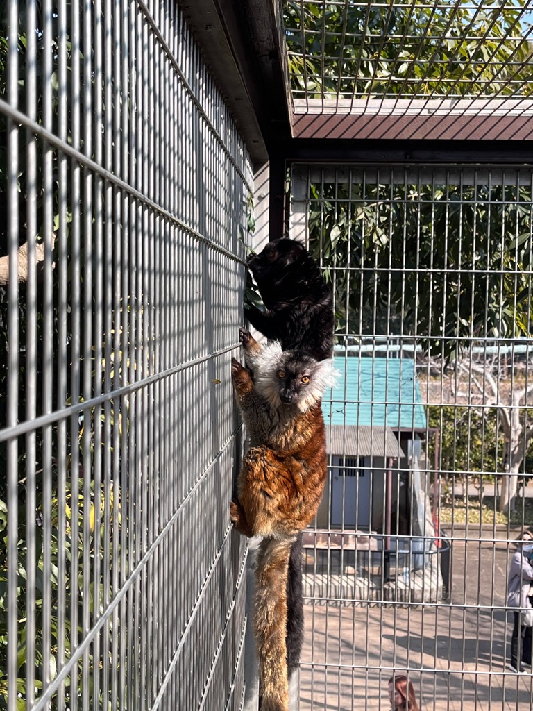 写真：クロキツネザルのペア　黒色マサラ♂、茶色メス