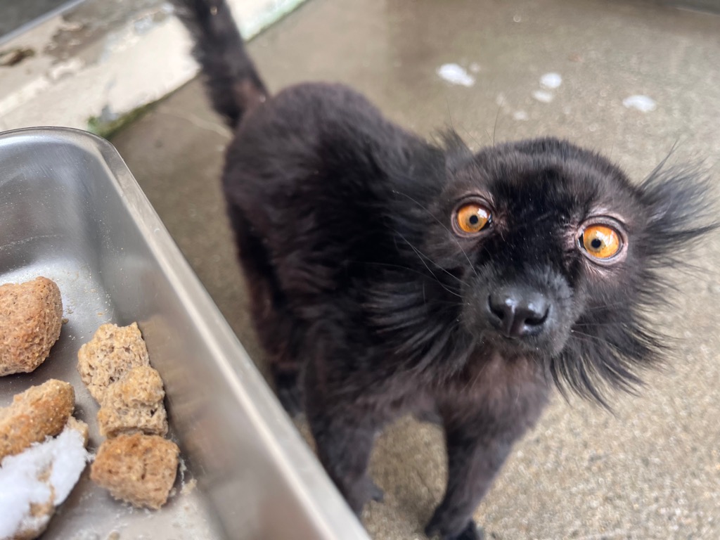 写真：クロキツネザルオス　マサラ　エサを食べたそうにしている