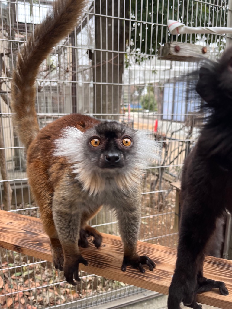 写真：メスクロキツネザル　チャイ