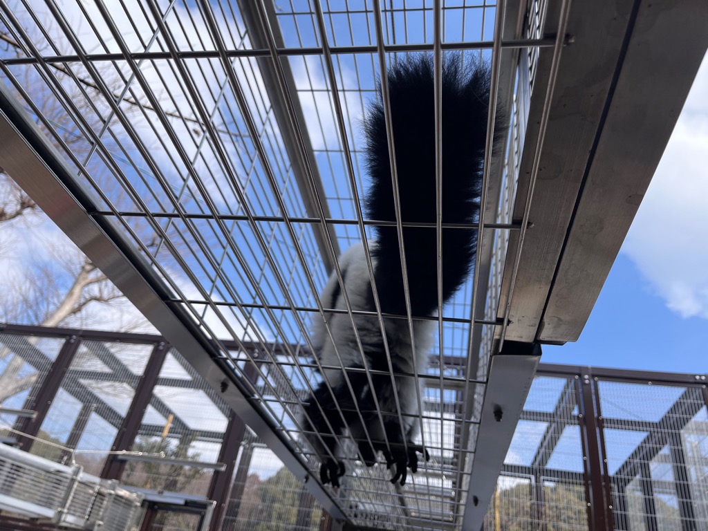 写真：通路を渡るエリマキキツネザル