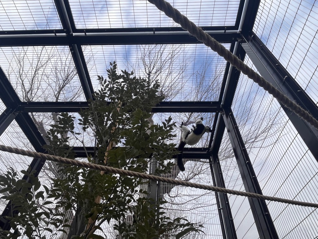 写真：おさるーむ内を隅々まで確認するエリマキキツネザル