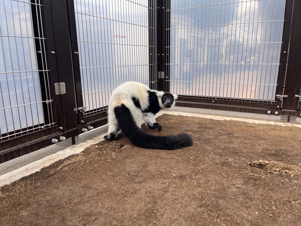 写真：気に入っている様子のエリマキキツネザルのハク