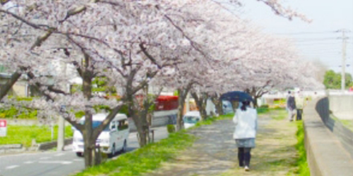 行徳の自然の画像