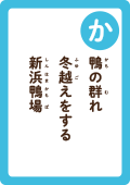 鴨の群れ 冬越えをする 新浜鴨場