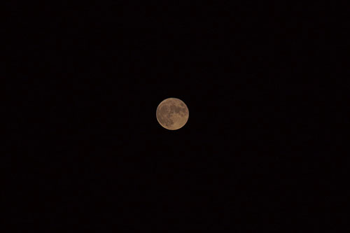 本日は十五夜(中秋の名月)