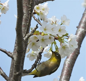 かわいい鳥たちが待っています