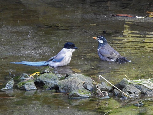 （行徳野鳥観察者）