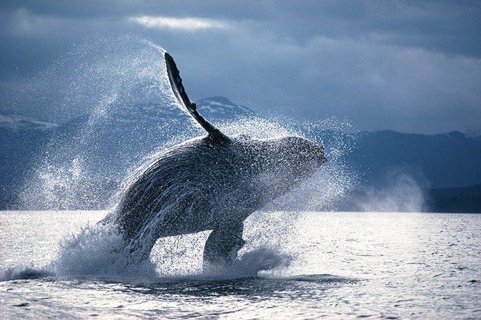 ザトウクジラのブリーチング