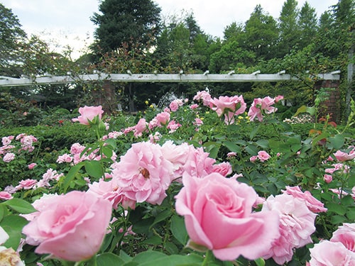 市川市の市民の花はバラですが、市民が選んだ市川市オリジナルのバラの名前は次のうちどれか。