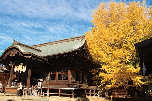 葛飾八幡宮には国指定の天然記念物となっているイチョウがあります。そのイチョウの正しい名称は次のうちどれか。