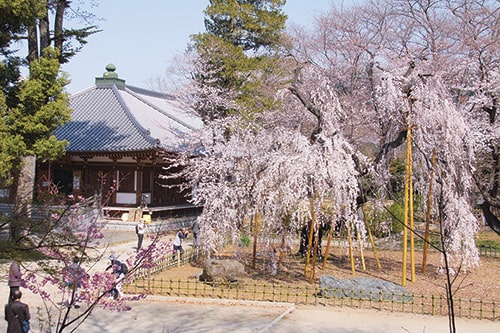 古くから「涙石」の逸話がある真間山弘法寺ですが、その敷地内にある、樹齢推定400年ともいわれる写真の樹木は次のうちどれか。