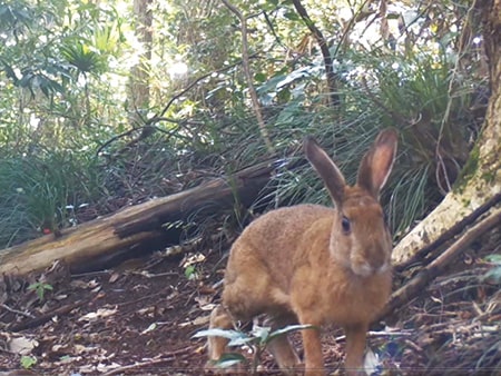 画像：大町公園のニホンノウサギ