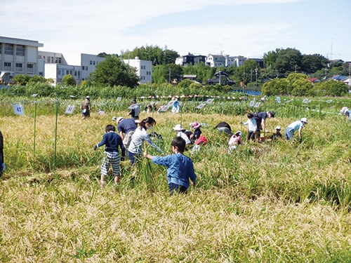 画像：稲刈りの様子