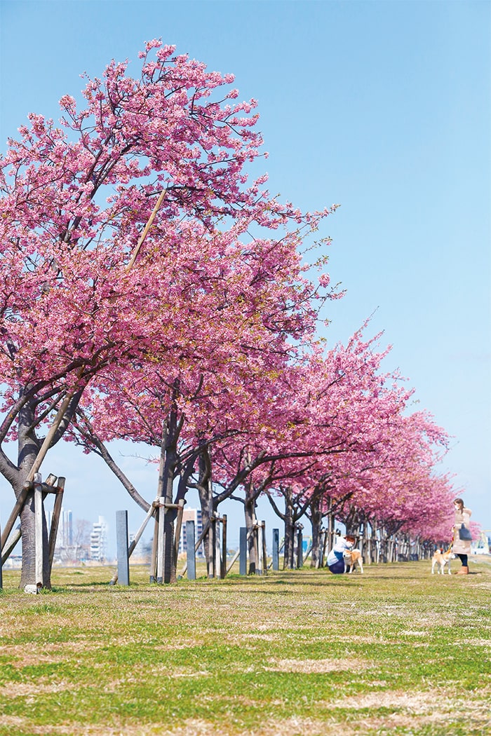 画像：桜満開の下で犬の散歩