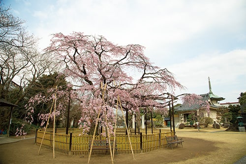 画像：威風堂々たる枝垂れ桜