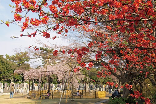 画像：桜と木瓜（ぼけ）のコラボレーション