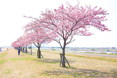 画像：江戸川沿いに並ぶカワヅザクラ