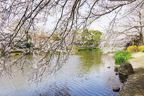 画像：じゅん菜池緑地