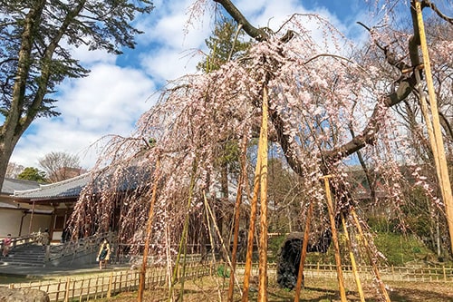画像：樹齢400年の枝垂れ桜