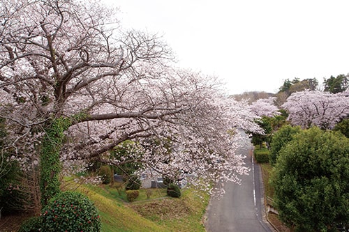 画像：丘陵帯地を染める桜