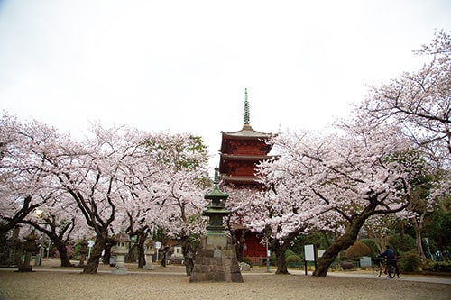 画像：五重塔と桜のコラボレーション