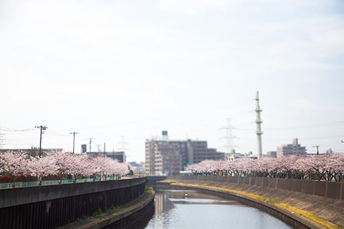 画像：桜を眺めながらお散歩できる遊歩道