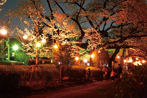 画像：園内の噴水やバラの庭園を囲む約250本の桜をライトアップ