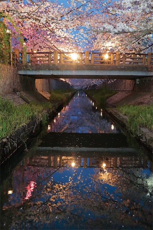 画像：真間川沿いの桜の名所