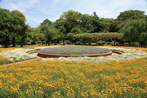 画像:身近な憩いの場の公園(里見公園)