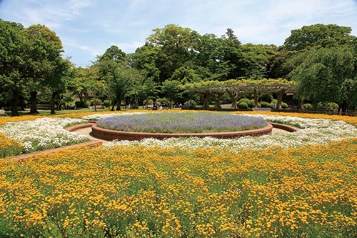 画像：身近な憩いの場の公園（里見公園）