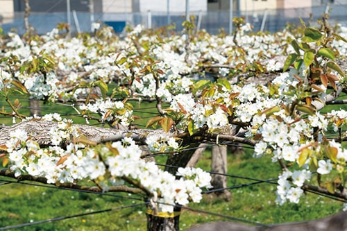 画像：【Facebook】市川に春を告げる梨の花・・・[4月5日]