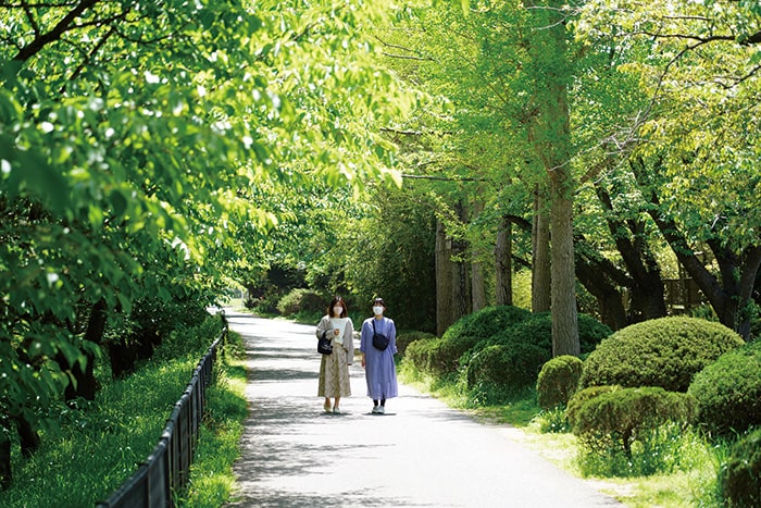 画像：あいねすとへと続く新緑が美しい一本道