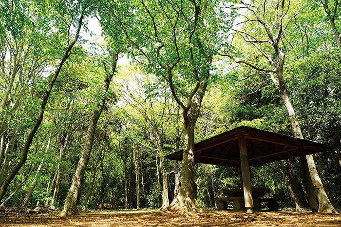 画像：典型的な北総地方の自然林が残る