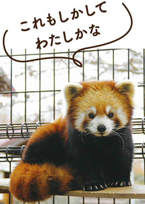 画像:レッサーパンダのユーファ<