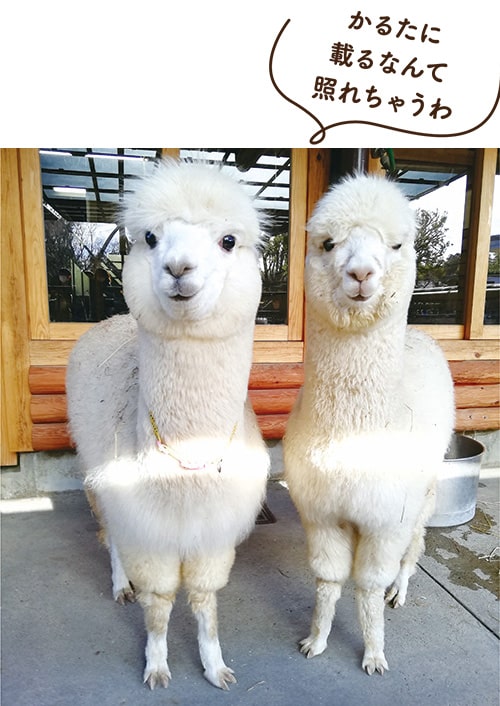 画像:アルパカのホイップ(左)ともちち(右)