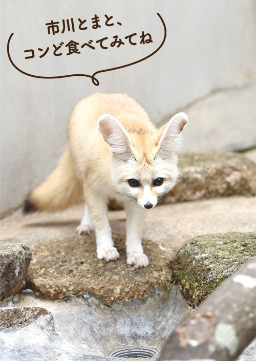 画像:フェネックのコン太郎