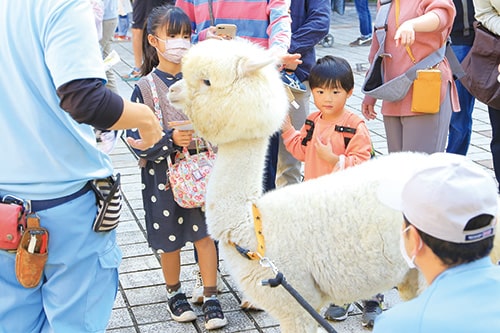画像:アルパカとふれあう子どもたち