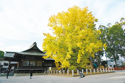 画像：歴史ある巨樹を見上げて