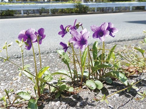 画像:舗装の割れ目で咲くスミレ(撮影地は市外)