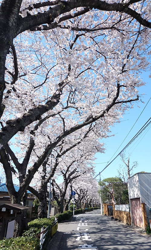 画像:真間川付近