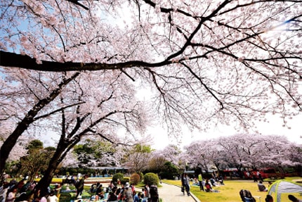画像：桜が満開の里見公園