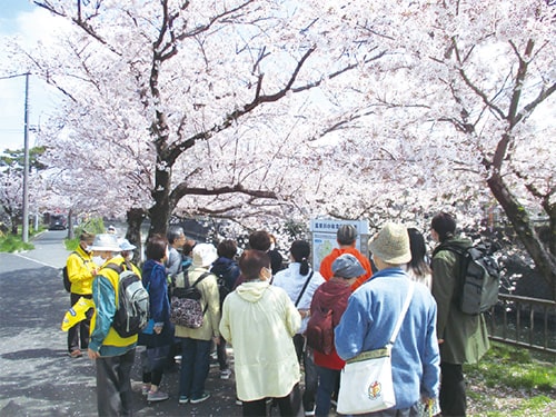 画像：桜まち歩き