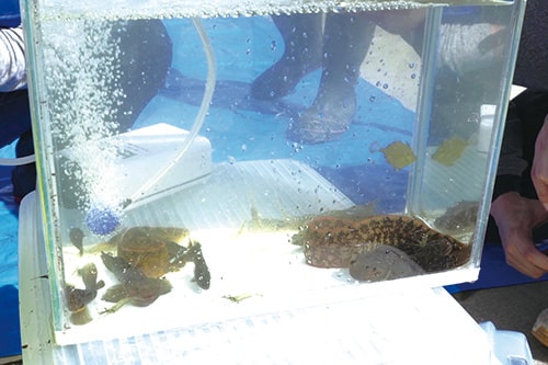 画像：生き物との触れ合い